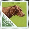  Irish seter Stamps