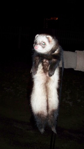  My ferret/s