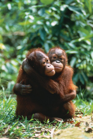  orangutan