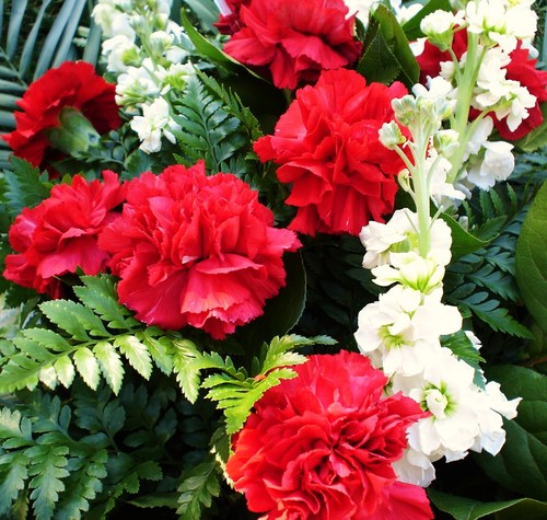  red carnations