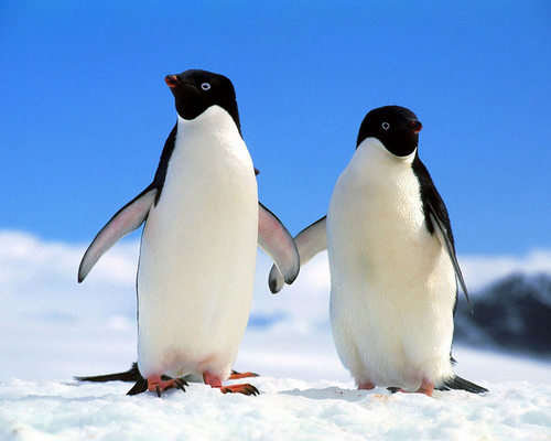  2 Penguins