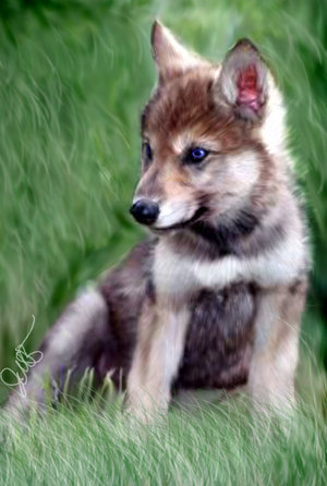  Alaba's serigala, wolf Pups