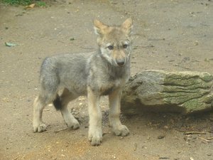 Alaba's Wolf Pups