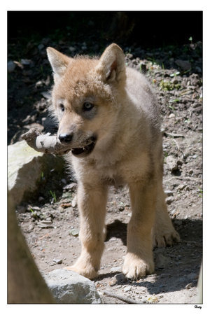  Alaba's serigala, wolf Pups