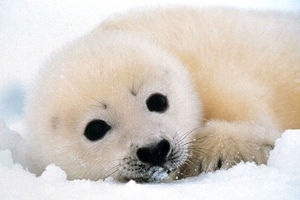  Baby foca, selo
