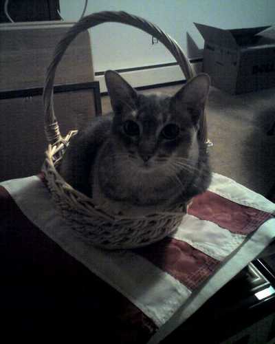  Cat in a basket