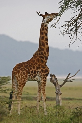  Giraffe