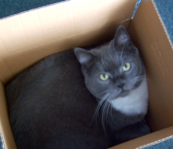  cat in a cardboard