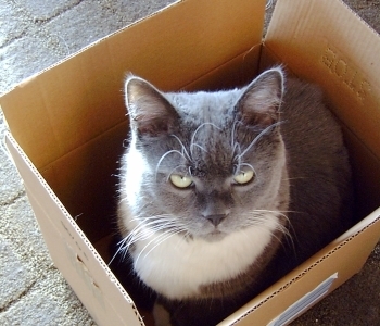  cat in a cardboard