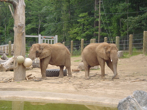  Seneca Park Zoo Elephants-Jenny C & сирень