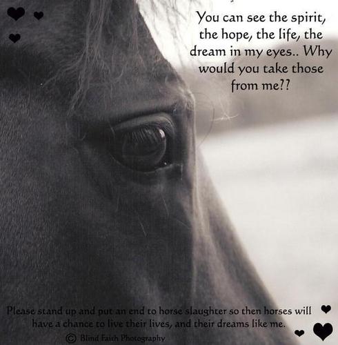 Save the Horses!