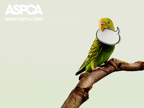  ASPCA Bird achtergrond