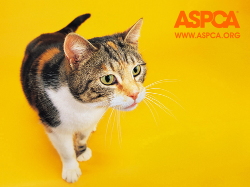  ASPCA Cat wallpaper