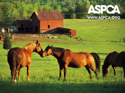 ASPCA Horse Wallpaper