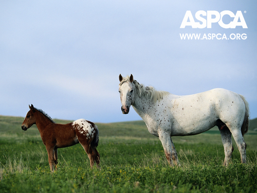  ASPCA Horse karatasi la kupamba ukuta