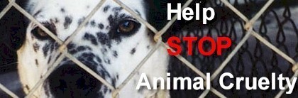  Stop Animal Cruelty