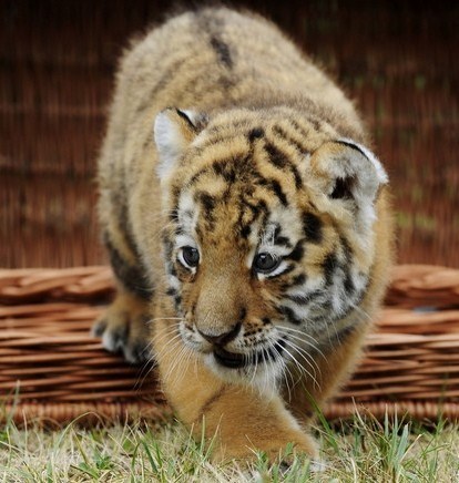  Cute Tiger