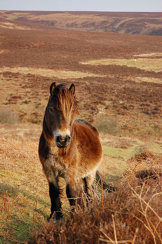  exmoor pony