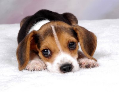  chó săn nhỏ, beagle is the cutest dog ever!!!!!!!!!!!