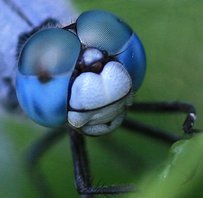  Dragonfly Macro фото by hypergurl