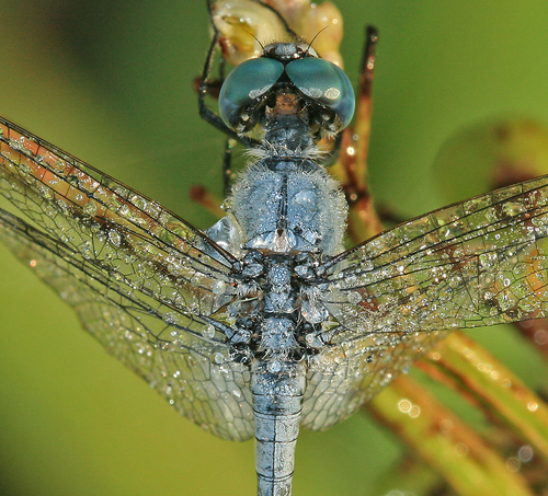  Dragonfly Macro picha kwa hypergurl