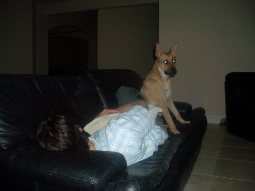 Jared & His Dogs <3