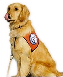  service dog-