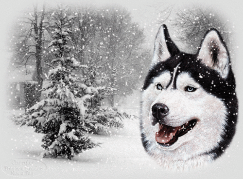  A Husky in the Snow animated,click to view the snow fall