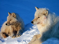  Arctic lobos