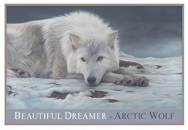  Beautiful Dreamer-Artic wolf