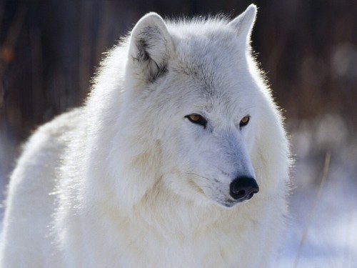  White serigala