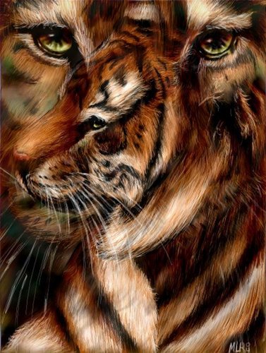  Beautiful tiger
