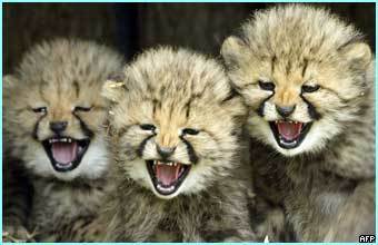  cute cheetahs