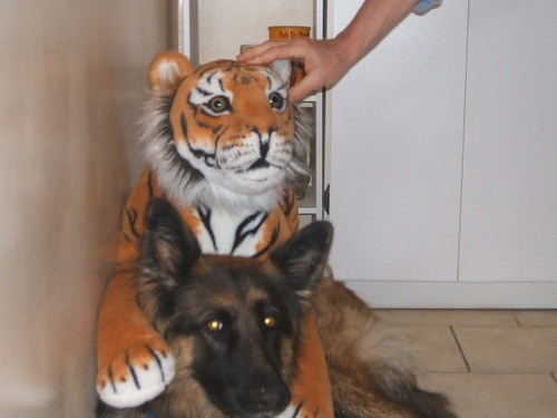  scobee an adobted dog (german shep)