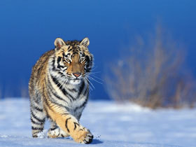  tiger pics