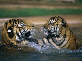 tiger pics