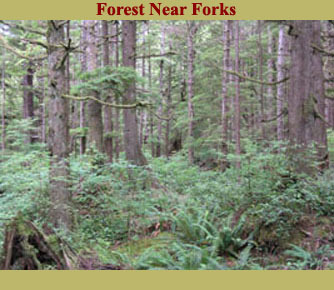  Forks Forest