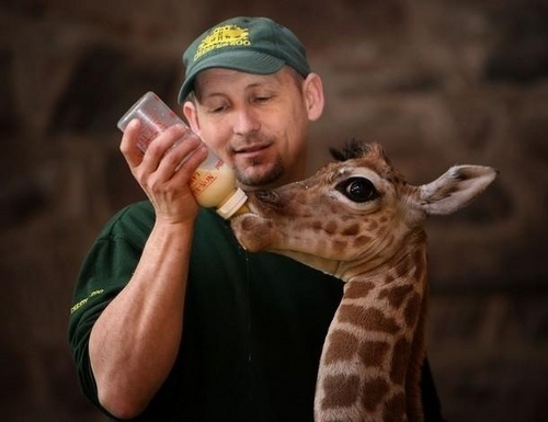 Newborn Giraffe