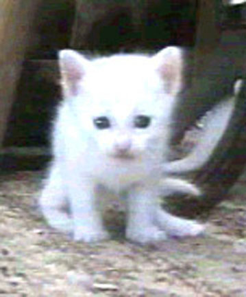 Cute Kitten Cats Photo Fanpop