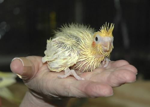  Cockatiel chick