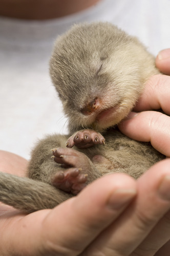 SeaWorld Orlando's Newborn Otters in Good Hands