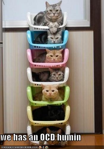  Cat Collection