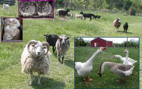  Farm animales Collection
