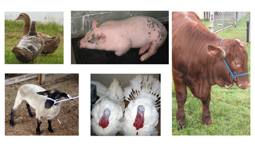  Farm animais Collection