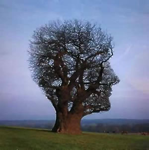  Imagination درخت