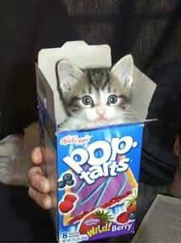  Pop Tart Cat