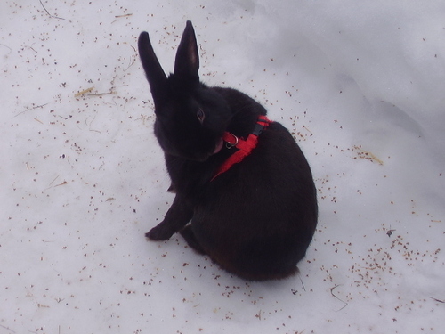  my bunny LIO