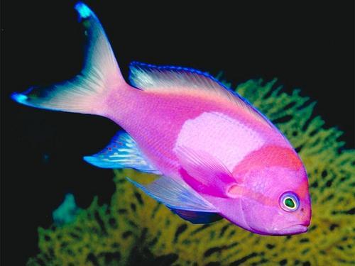  Tropical 물고기