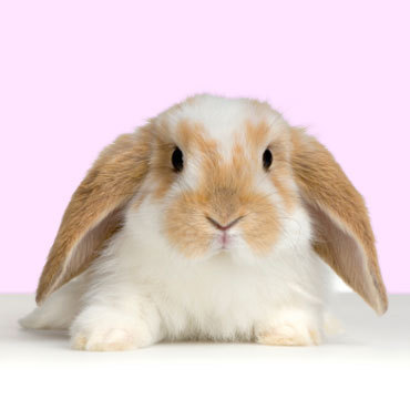  Cute rabbit