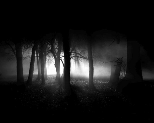  Dark Forest